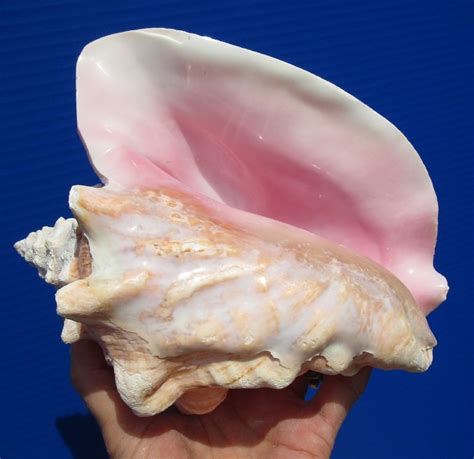 The Mystical Symbolism of Mafic Conch Shells: Exploring Online